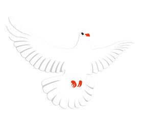 鸽子 