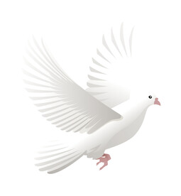 鸽子 