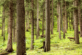 唐布拉百里画廊森林风光