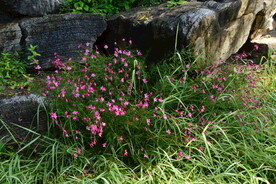 园林花草
