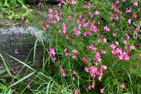 园林花草