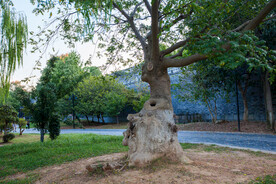 岳阳楼景区