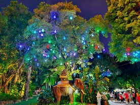 彩灯挂树夜景