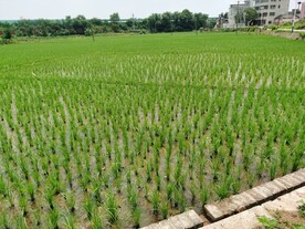 水稻 田园风光