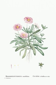 花卉