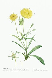 花卉