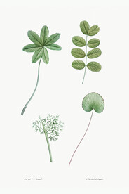 植物