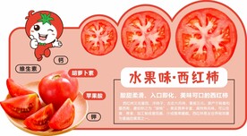 西红柿果蔬文宣