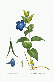 花卉