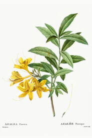 花卉