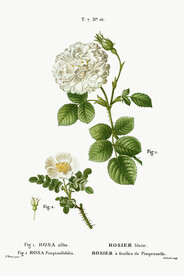 花卉