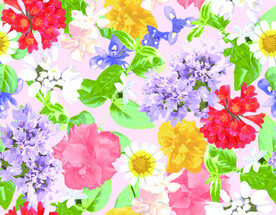 粉黄花