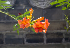 凌霄花