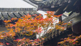 枫叶 