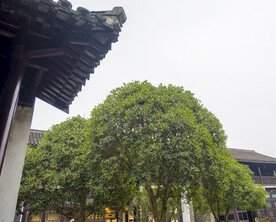 茂盛的桂花树硕果累累