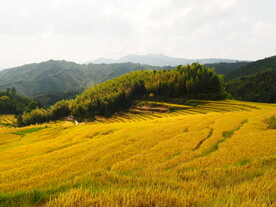 梯田
