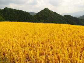 梯田