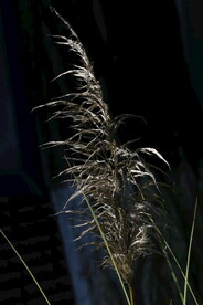 园林花草 