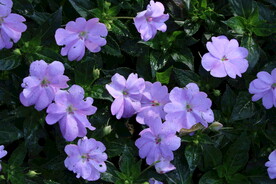 园林花草 
