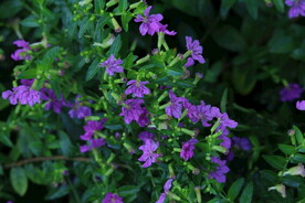 园林花草  