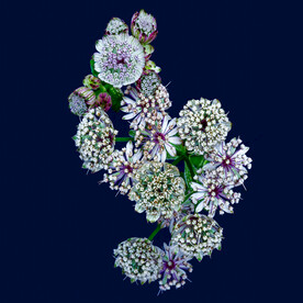 数码印花水彩花抽象花卉水彩花