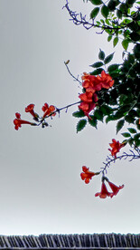 凌霄花
