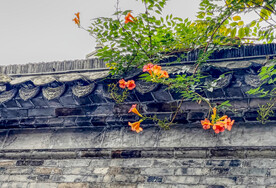 凌霄花