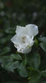 栀子花