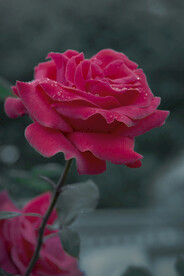 月季花