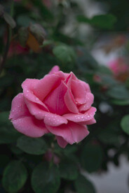 月季花