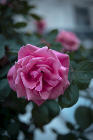 月季花