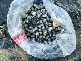 海边挖螺海螺小海螺拍摄