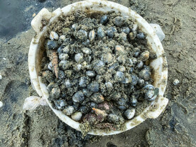 海边挖螺乐趣拍摄图