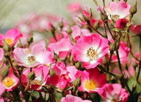 蔷薇花