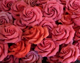 玫瑰花