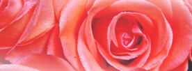玫瑰花