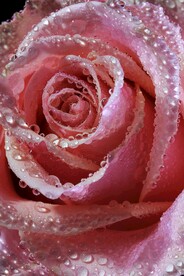 玫瑰花