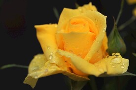 玫瑰花