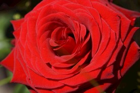 玫瑰花