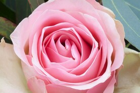 玫瑰花
