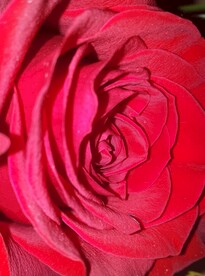 玫瑰花