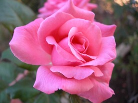 玫瑰花
