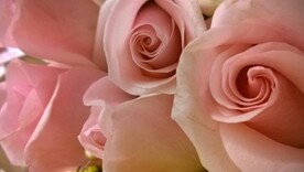 玫瑰花
