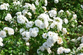 玫瑰花