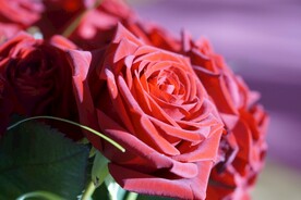 玫瑰花