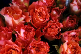 玫瑰花