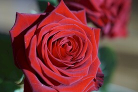 玫瑰花