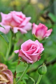 玫瑰花