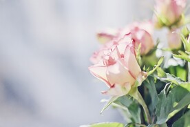 玫瑰花