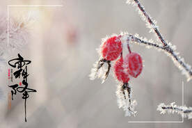 霜降节气海报